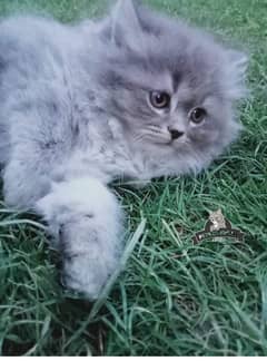 CUTE PERSIAN Gift quality WHITE blue EYES kittens avail 032546_75700