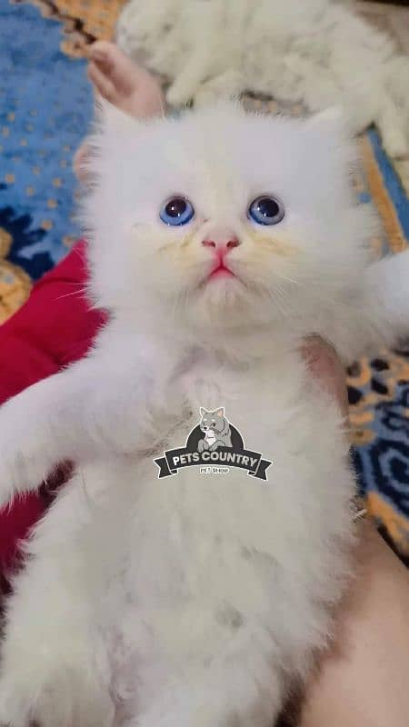 CUTE PERSIAN Gift quality WHITE blue EYES kittens avail 032546_75700 6