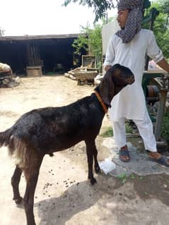 Qurbani k liye 2 dant Bakra