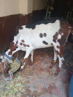 Animal