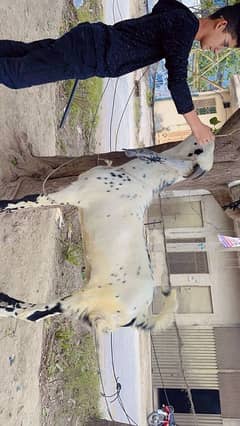 Behtreen Ghar ke pale huwa jori Bakra. . .