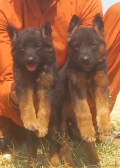 German Shepherd puppies for sale