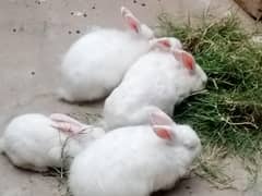 total 9 rabbit  red eyes full white color