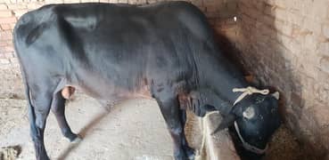 Cow | wacha | گائے | Walaiti cow | Desi cow | Qurbani 2025