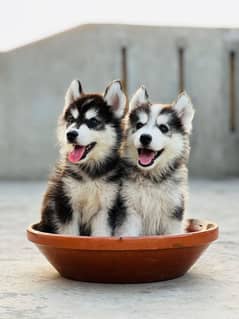 SIBERIAN HUSKY PUPPIES AVAILABLE FOR SALE