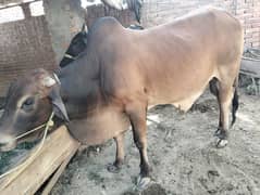 Beautifull Brown Bull