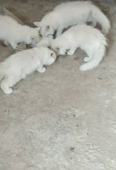 Persian cats dual eye's golden eye's