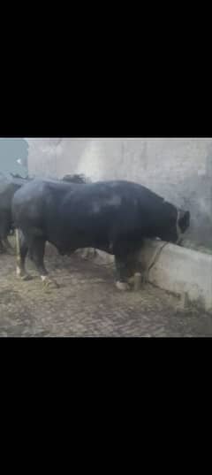 Bull for sale