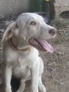 Labrador hai cream color hai