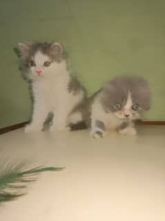 Persian kitten