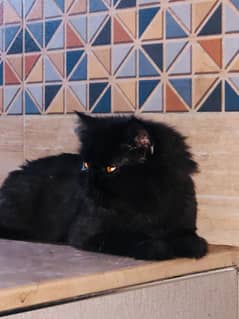Persian neutral cat