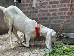 Pure Rajanpuri Desi Bakra For Sale