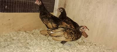 bantum