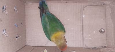 love bird