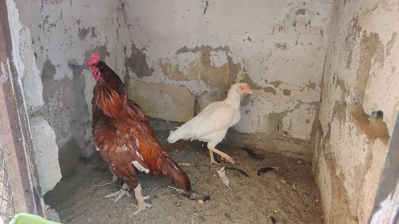 amroha or lassni heera or lakhy eggs or chicks available 2