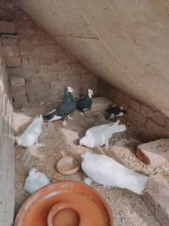Mokhi pair and white for sale urgent