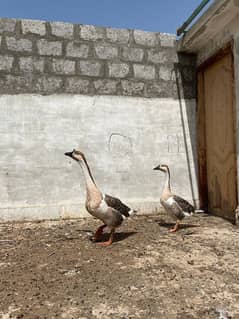 Big Duck pair