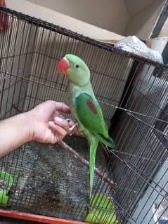 Handtame green parrot jambo size.