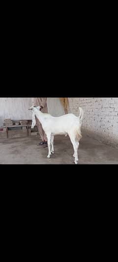 Qurbani