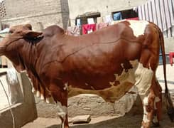 Cholistani
