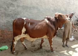Cholistani bachra 3dant Weight Alhumdillah 17 mann Year 3 Male City M