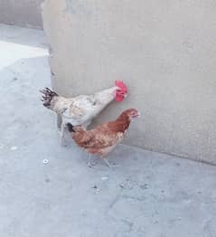 murgi or murga for sale
