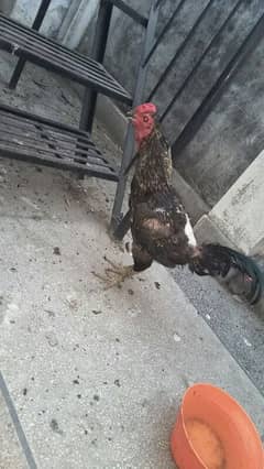 Thai murga haii burmii breed