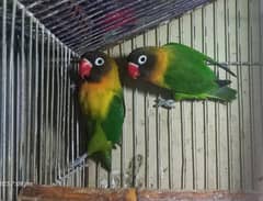 Fisher love bird pair