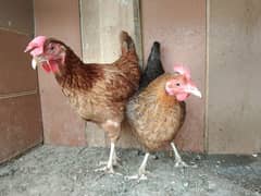 2 Golden misri murgi for sale