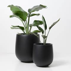 Artificial Plants