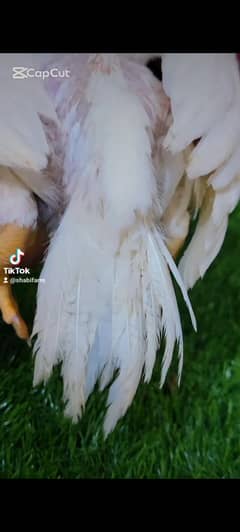 Parrot beak