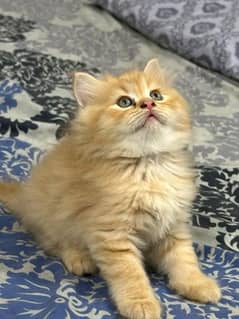 PERSIAN KITTEN FOR SALE ONLY CONTACT WHATUP 03292450497