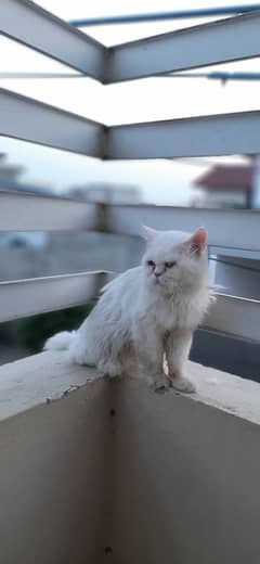 extreme punch face odd eye male cat