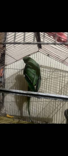 raw parrot