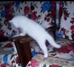 persion kitten for sale. . . . .