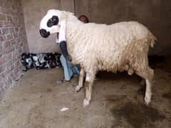 sheep