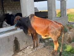 very beautiful bulls in affordable price eid 2025