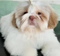 shitzu puppies 03198435459