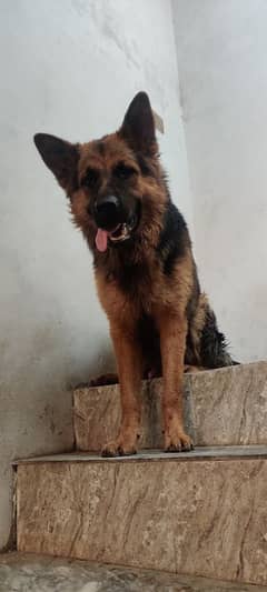 German