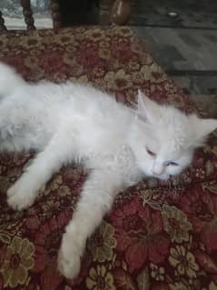 cat sell