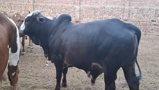 bull for sale