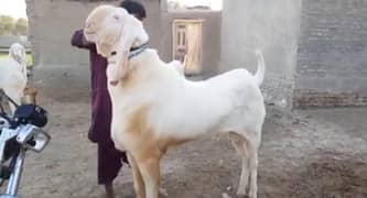 bakra khassi hai mashallah all ok vajan hai
