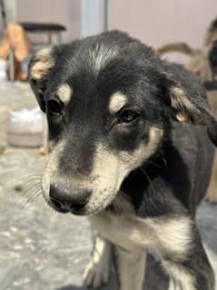 German Father and Labra mother