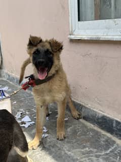 German shepherd
