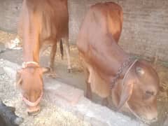 cow cow