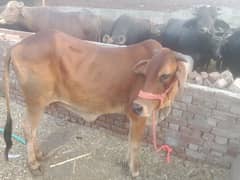 cow