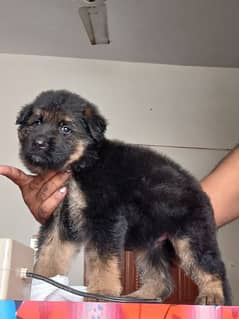 German