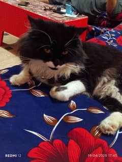 Persian male double coated