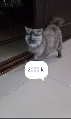 kitten