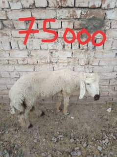 Watni